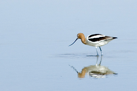 American Avocet, River Migratory Bird Refuge, Utah