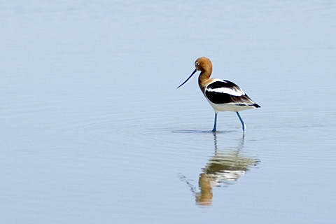 American Avocet, Bear River Migratory Bird Refuge, Utah