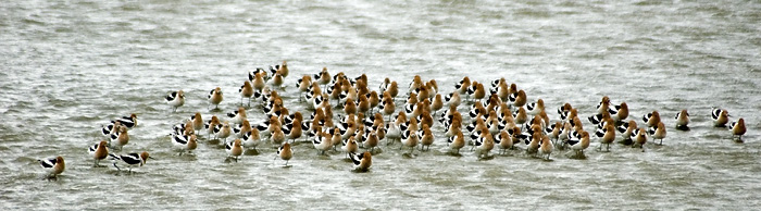 American Avocets, Antelope Island State Park, Utah