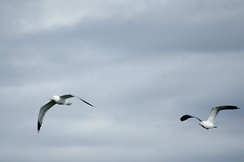 California Gull, Antelope Island State Park, Utah