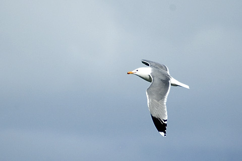 California Gull, Antelope Island State Park, Utah