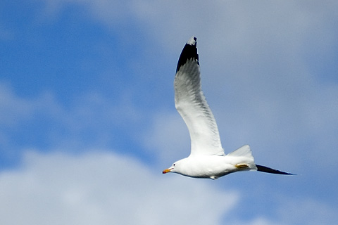 California Gull, Antelope Island State Park, Utah