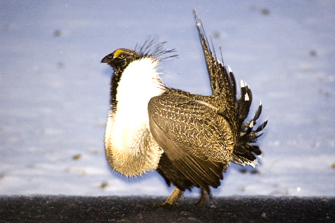 Greater Sage Grouse on Lek,East Canyon, Utah