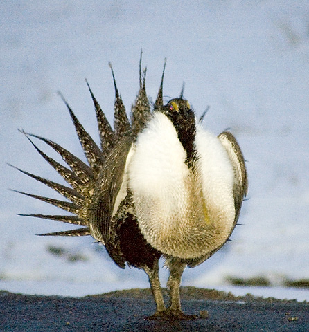 Greater Sage Grouse on Lek,East Canyon, Utah