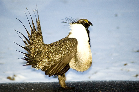 Greater Sage Grouse on Lek,East Canyon, Utah