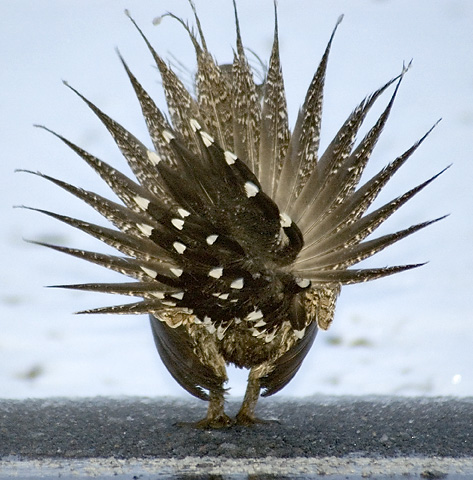 Greater Sage Grouse on Lek,East Canyon, Utah