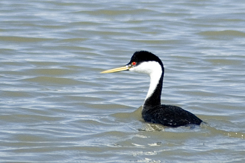 Western Grebe, River Migratory Bird Refuge, Utah