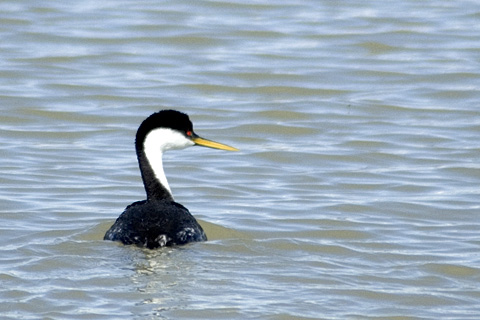 Western Grebe, Bear River Migratory Bird Refuge, Utah