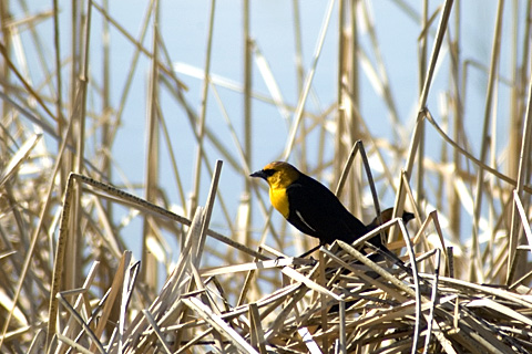 Yellow-headed Blackbird, Bear River Migratory Bird Refuge, Utah