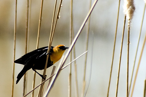 Yellow-headed Blackbird, Bear River Migratory Bird Refuge, Utah