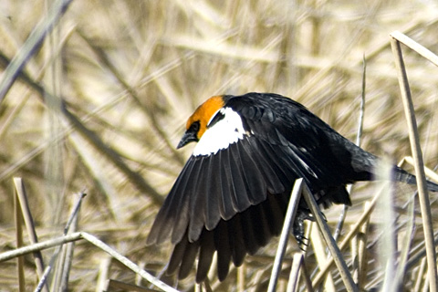 Yellow-headed Blackbird, Bear River Migratory Bird Refuge, Utah