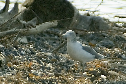 Black-tailed Gull at Charlotte, Vermont