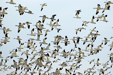 Snow Geese, Dead Creek WMA, Addison County, Vermont