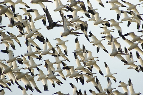 Snow Geese and a Blue Goose, too, Dead Creek WMA, Addison County, Vermont