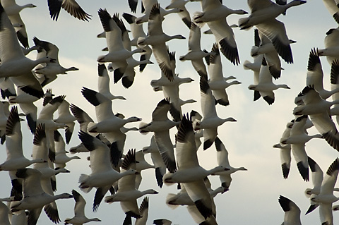 Snow Geese, Dead Creek WMA, Addison County, Vermont