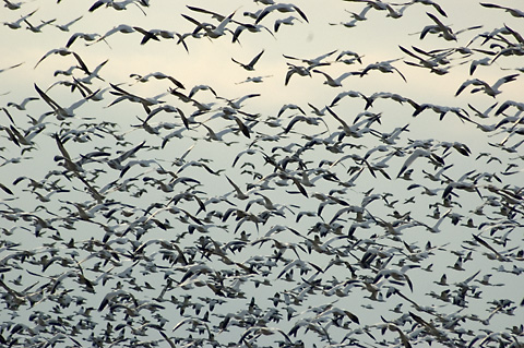 Snow Geese, Dead Creek WMA, Addison County, Vermont