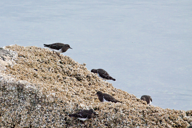 Black Turnstone, Whidbey Island, Washington