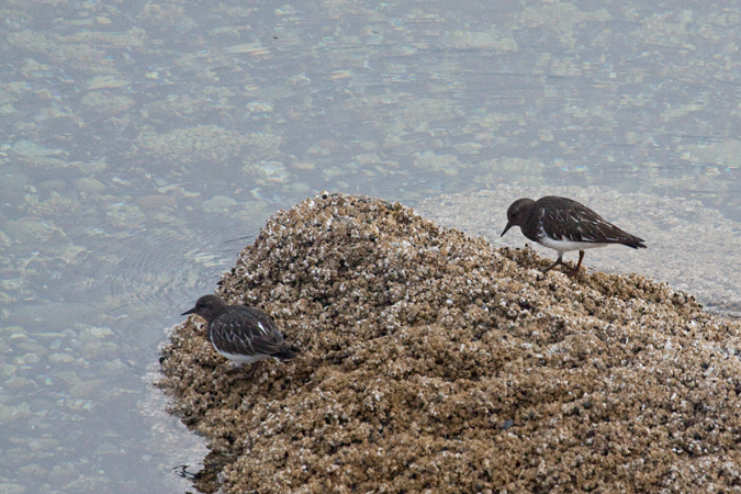 Black Turnstone, Whidbey Island, Washington