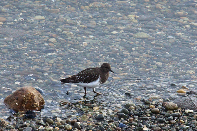 Black Turnstone, Whidbey Island, Washington