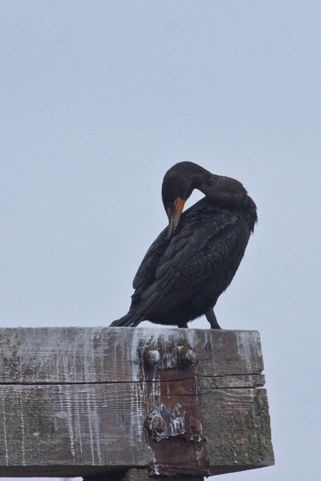 Double-crested Cormorant, Mulkiteo, Washington