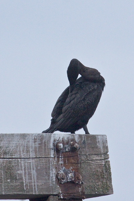 Double-crested Cormorant, Mulkiteo, Washington