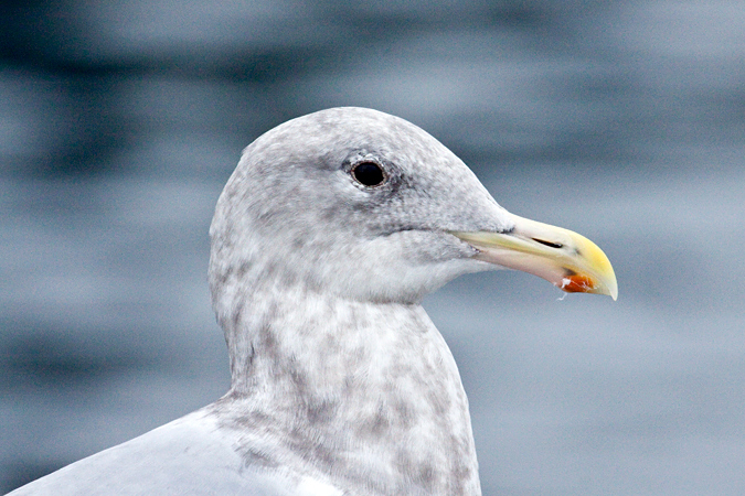 Glaucous-winged Gull, Mulkiteo, Washington