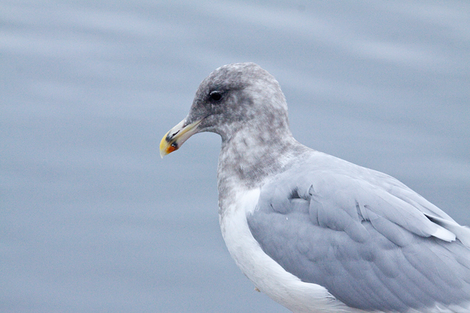 Glaucous-winged Gull, Mulkiteo, Washington