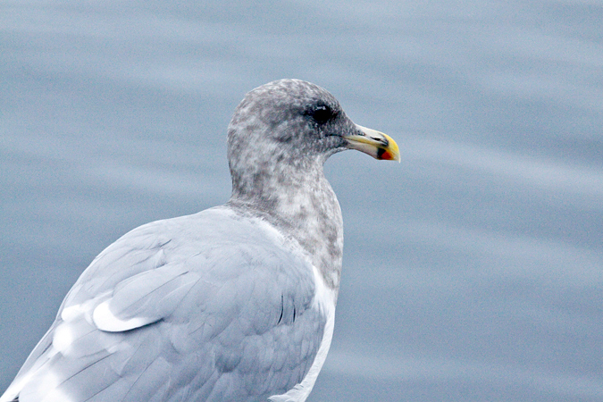 Glaucous-winged Gull, Mulkiteo, Washington