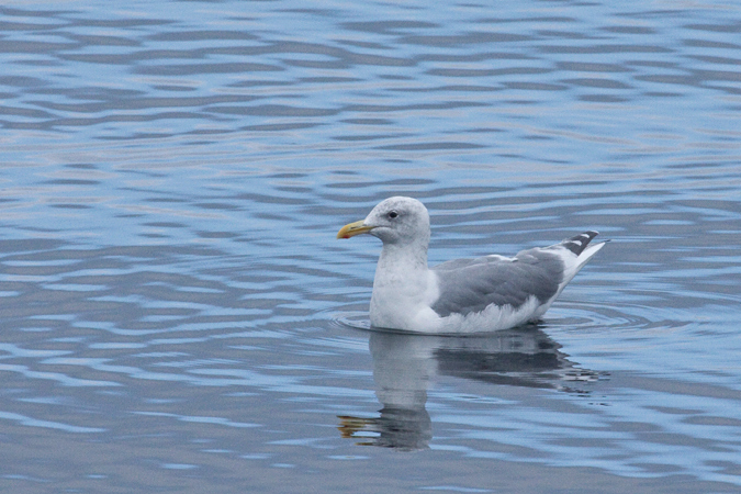 Glaucous-winged Gull, Mulkiteo, Washington