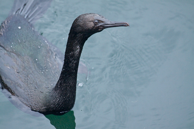 Pelagic Cormorant, Mulkiteo, Washington