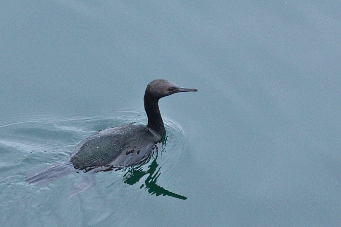 Pelagic Cormorant, Mulkiteo, Washington