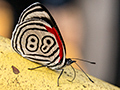 Anna's 88 Butterfly, Parque Nacional do Iguau, Brazil and Parque Provincial Urugua-, Argentina