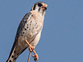 American Kestrel, Pousada Currupira das Araras, Brazil