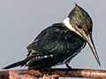 Amazon Kingfisher, Pousada Currupira das Araras, Brazil