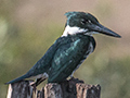 Amazon Kingfisher, Piuval Lodge, Brazil