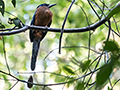 Amazonian Motmot and Nest Burrow, Chapada dos Veadeiros NP, Brazil