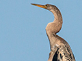 Anhinga, Cuiab River, Porto Jofre, Brazil