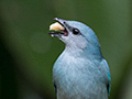 Azure-shouldered Tanager, Ubatuba, Brazil