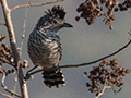 Barred Antshrike, Pousada Currupira das Araras, Brazil