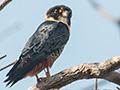 Bat Falcon, Piuval Lodge, Brazil