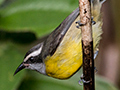 Bananaquit, Ubatuba, Brazil