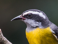 Bananaquit, Jardin de los Picaflores, Puerto Iguaz, Argentina