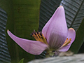 Banana Flower, Angelim Rainforest, Brazil