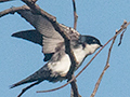 Blue-and-white Swallow, Angelim Rainforest, Brazil