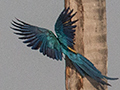 Blue-and-yellow Macaw, Near Pousada Jardim da Amazonia, Brazil