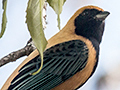 Burnished-buff Tanager, Parque Nacional do Itatiaia, Brazil