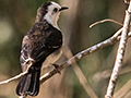 Black-backed Water-Tyrant, Cuiab River, Porto Jofre, Brazil