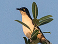 Black-capped Donacobius, Cuiab River, Porto Jofre, Brazil