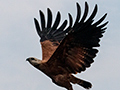 Black-collared Hawk, Piuval Lodge, Brazil