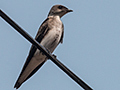 Brown-chested Martin, Cuiab River, Porto Jofre, Brazil